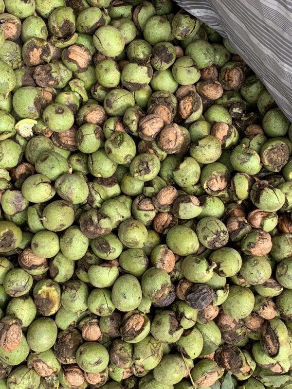 Fresh Walnuts-Black