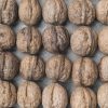 Fresh Walnuts-white