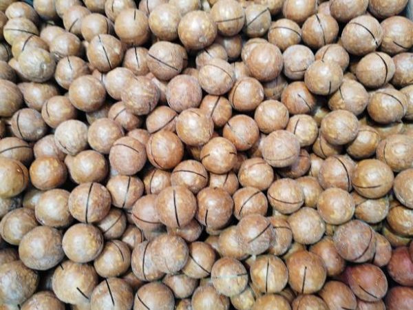 Macadamia Nuts